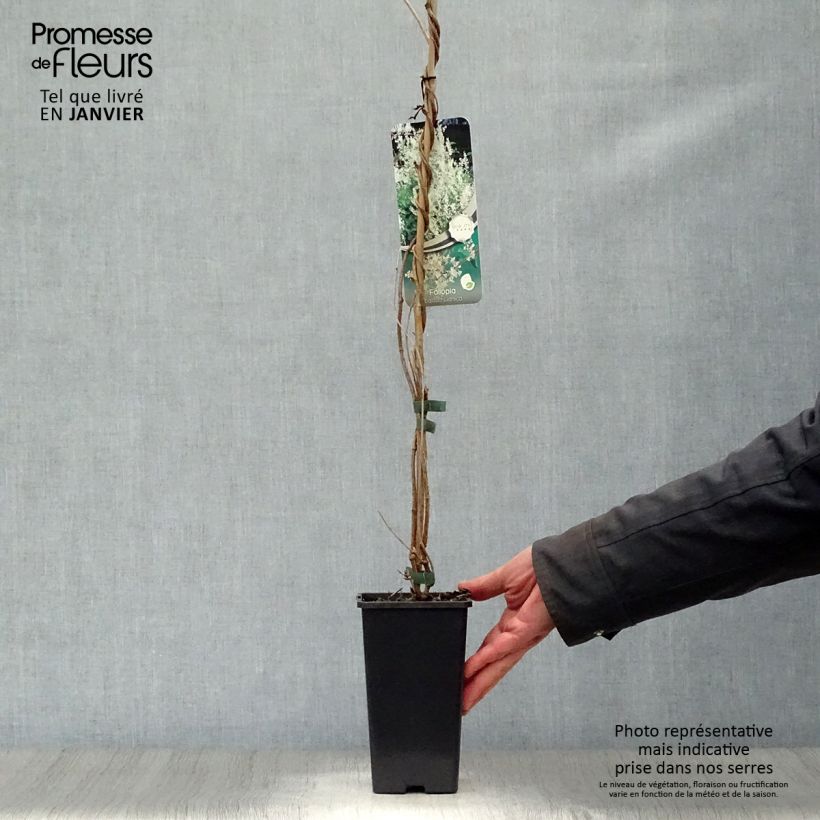 Exemplar von Fallopia aubertii - Schling-Knöterich Topf mit 1,5L/2L wie im Winter geliefert