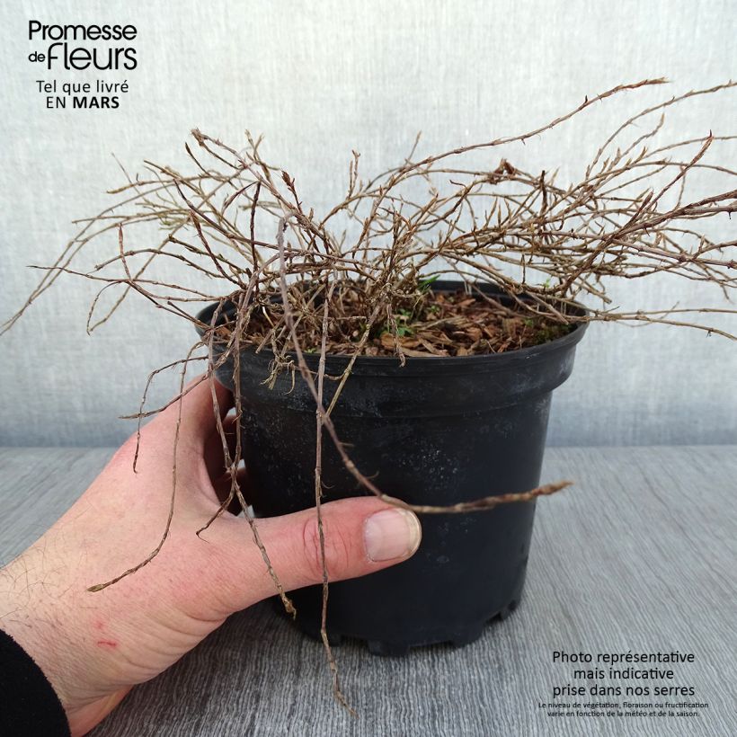 Exemplar von Schlangen-Knöterich - Persicaria vacciniifolia Topf mit 2L/3L wie im Winter geliefert