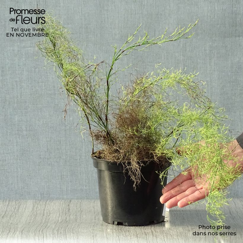 Exemplar von Restio tetraphyllus - Vierblättriger Restio Topf mit 2L/3L wie im Herbst geliefert