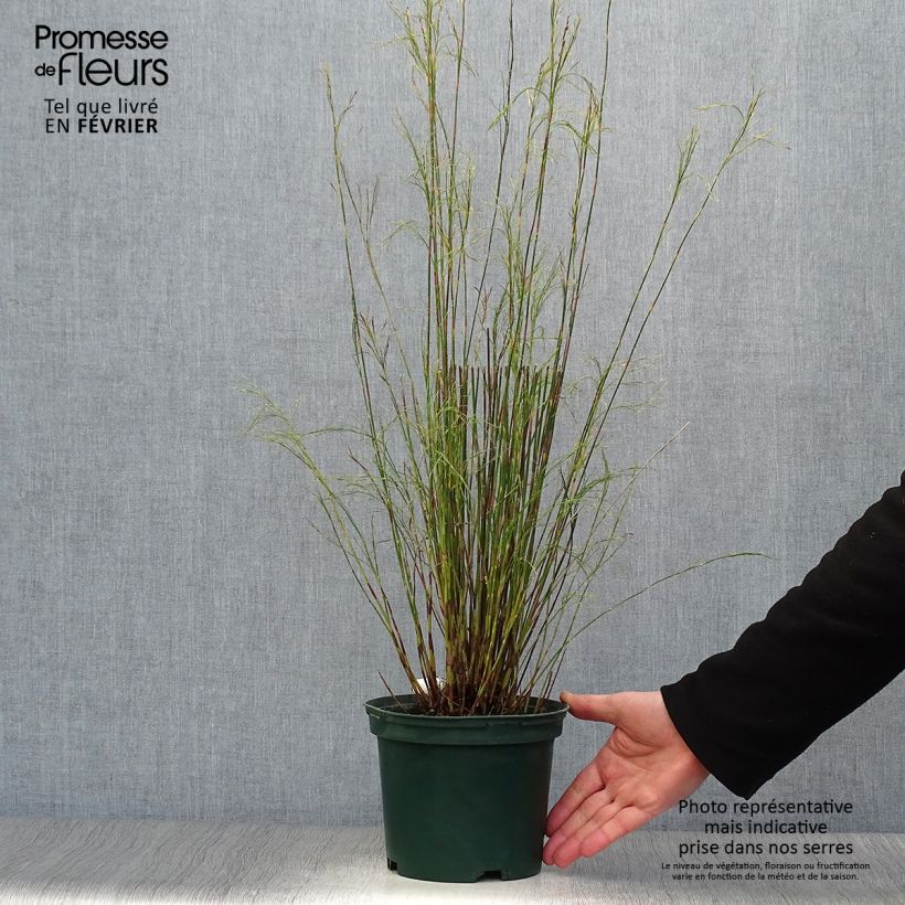 Exemplar von Restio tetraphyllus - Vierblättriger Restio Topf mit 2L/3L wie im Winter geliefert