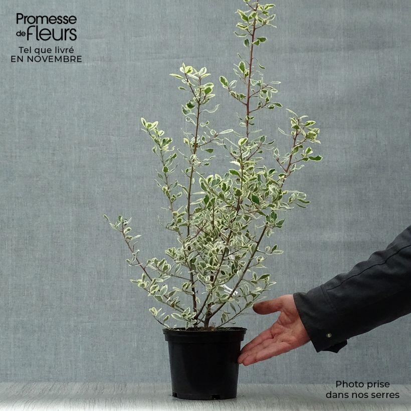 Exemplar von Rhamnus alaternus Argenteovariegata - Immergrüner Kreuzdorn Topf mit 2L/3L wie im Herbst geliefert