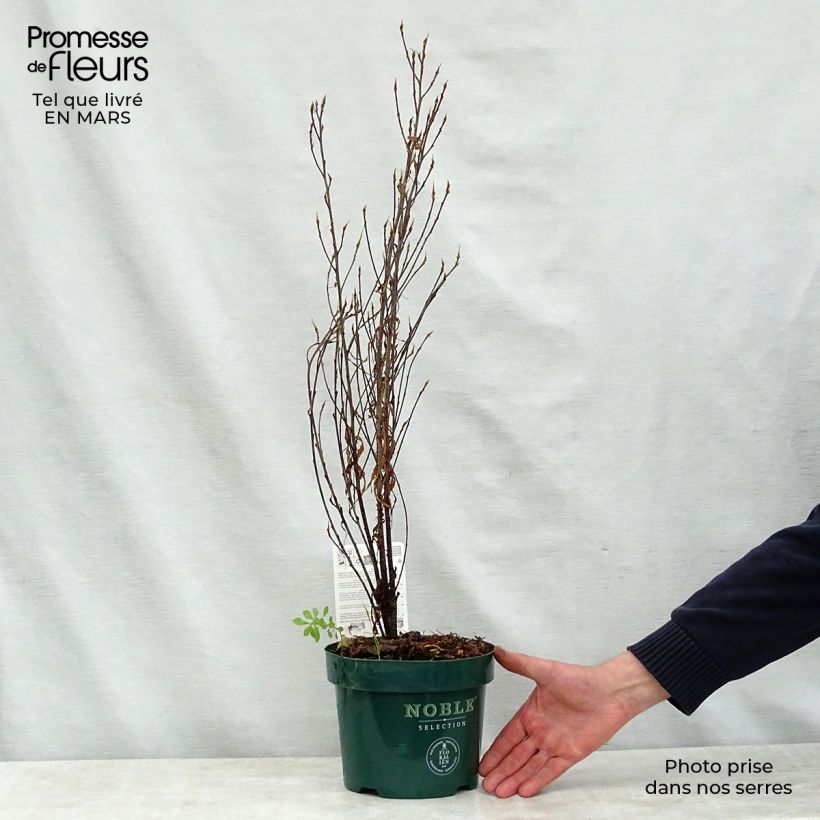 Exemplar von Rhamnus frangula Fine Line 'Ron Williams' - Faulbaum Topf mit 3L/4L wie im Frühjahr geliefert