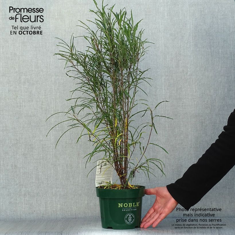 Exemplar von Rhamnus frangula Fine Line 'Ron Williams' - Faulbaum Topf mit 3L/4L wie im Herbst geliefert
