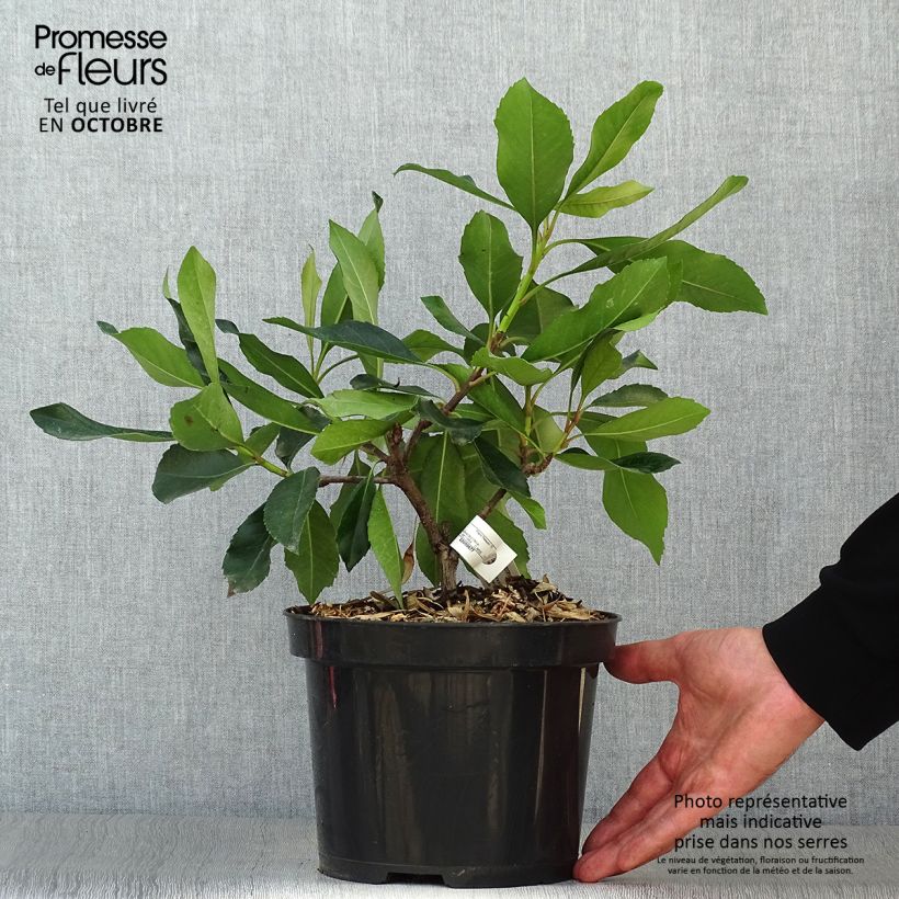Exemplar von Rhaphiobotrya Coppertone - néflier hybride Pot de 3L/4L wie im Herbst geliefert