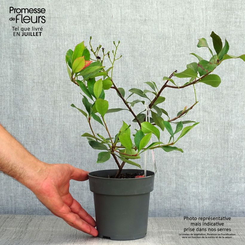 Exemplar von Rhaphiolepis indica Pink Cloud Topf mit 1,5L/2L wie im Sommer geliefert