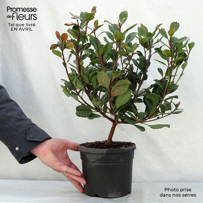 Exemplar von Rhaphiolepis indica Spring Time Topf mit 3L/4L wie im Frühjahr geliefert