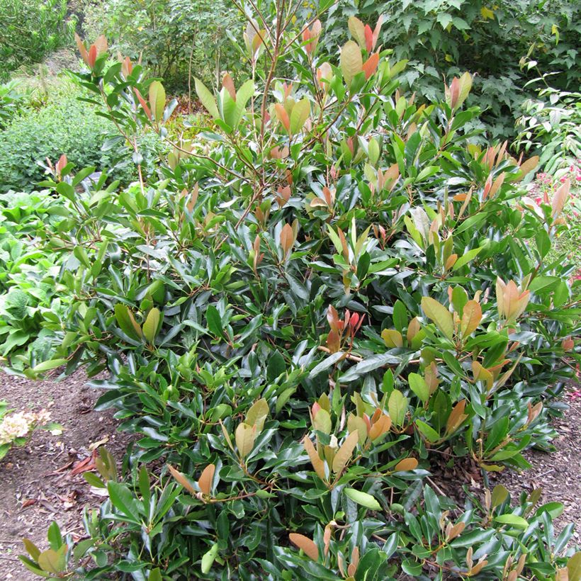 Rhaphiolepis umbellata (Hafen)