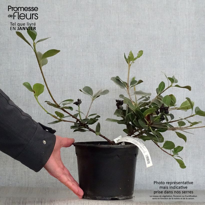 Exemplar von Rhaphiolepis umbellata Ovata Topf mit 2L/3L wie im Winter geliefert