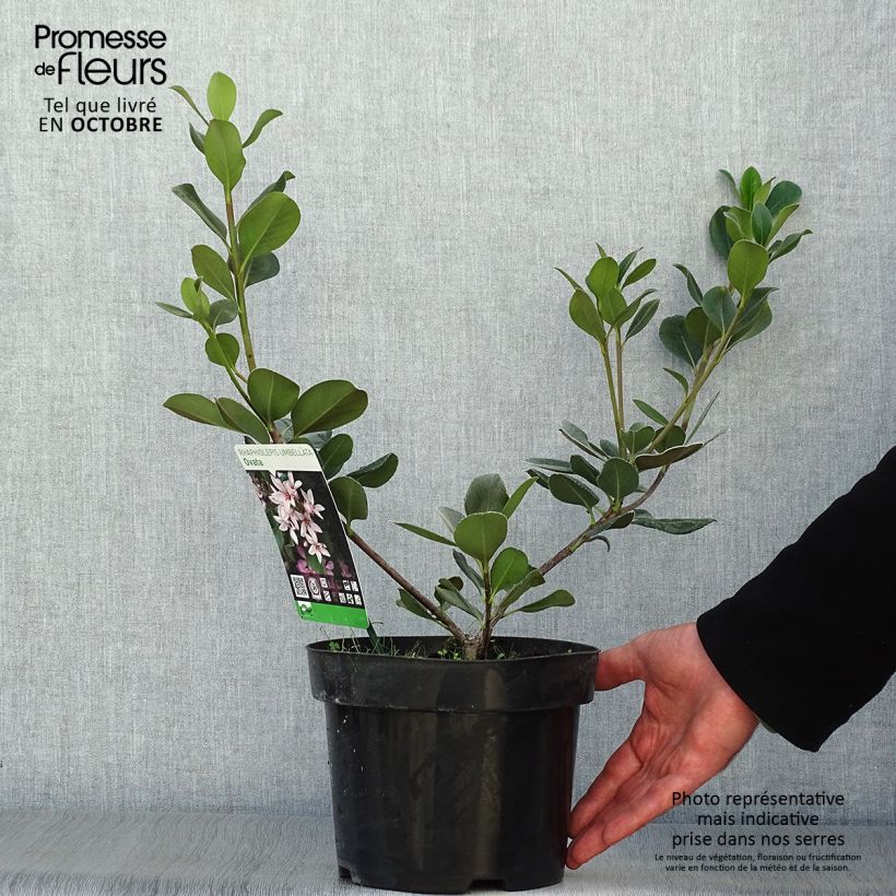 Exemplar von Rhaphiolepis umbellata Ovata Topf mit 2L/3L wie im Herbst geliefert