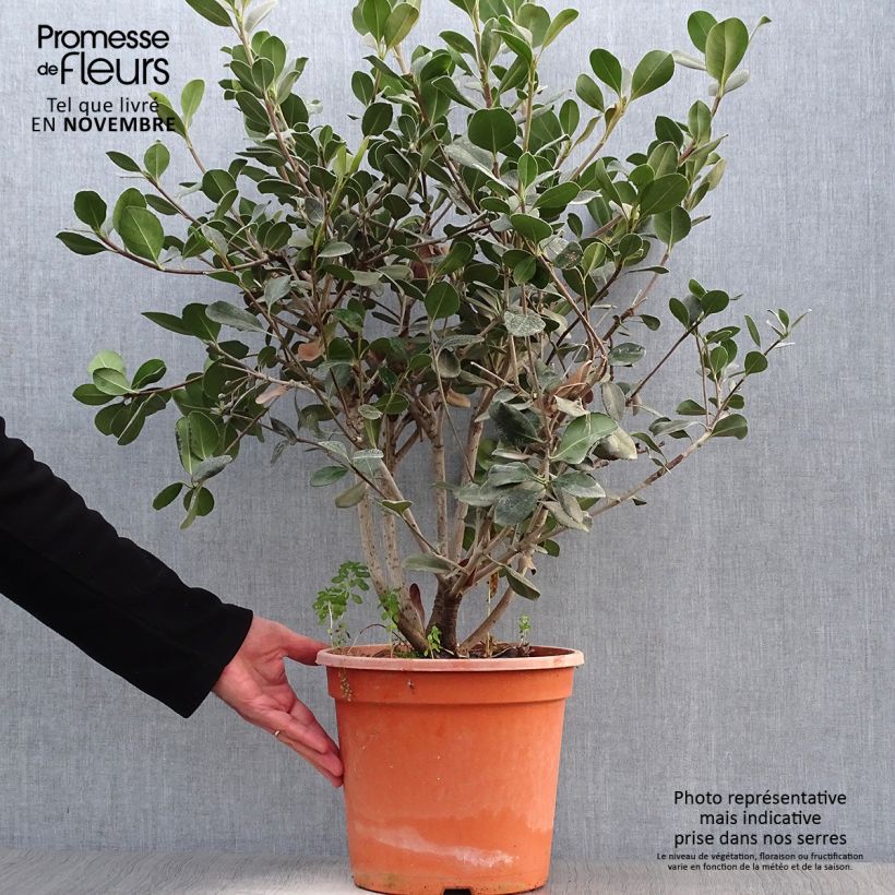 Exemplar von Rhaphiolepis umbellata Ovata Topf mit 7,5L/10L wie im Herbst geliefert