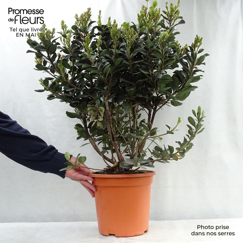 Exemplar von Rhaphiolepis umbellata Ovata Topf mit 7,5L/10L wie im Frühjahr geliefert