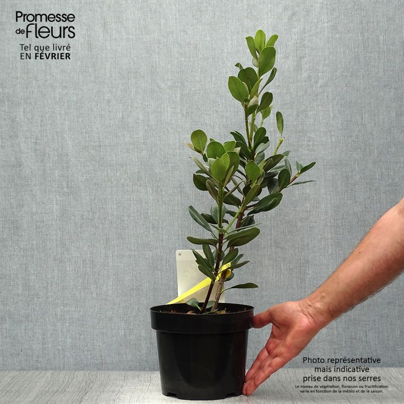 Exemplar von Rhaphiolepis umbellata Topf mit 3L/4L wie im Herbst geliefert