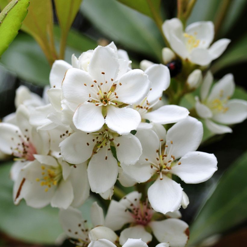 Rhaphiolepis umbellata (Blüte)