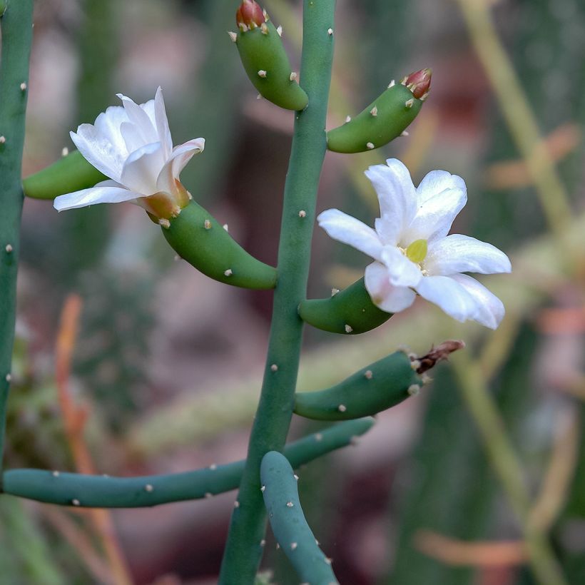 Rhipsalis baccifera - Korallenkaktus (Blüte)