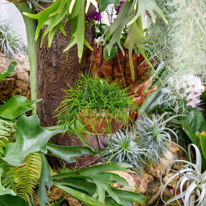 Rhipsalis baccifera - Korallenkaktus (Wuchs)
