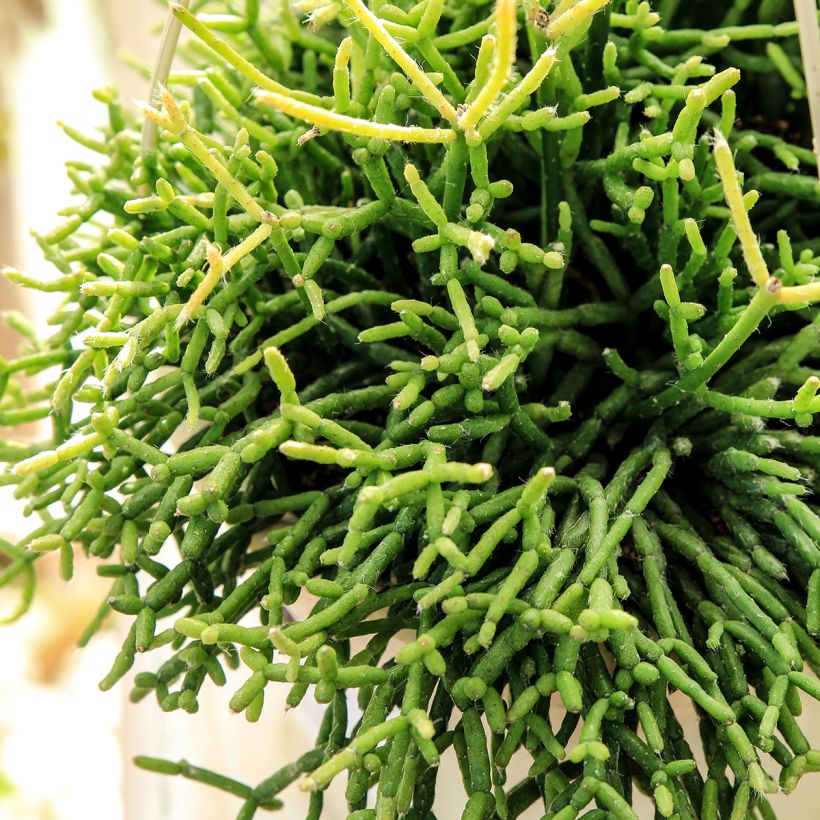 Rhipsalis cereuscula - Korallenkaktus (Laub)