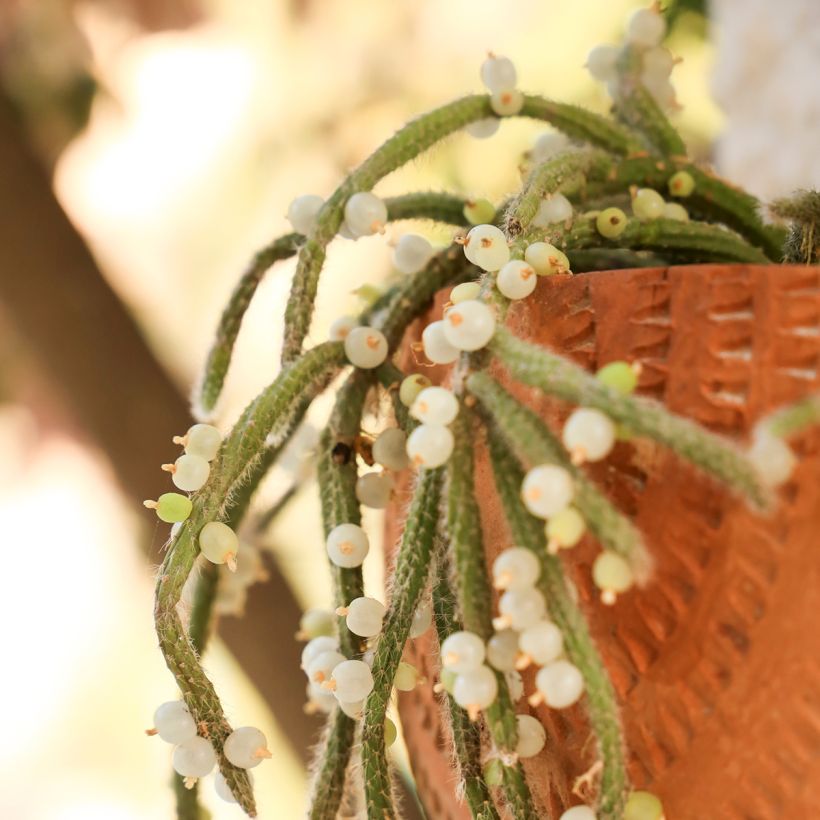 Rhipsalis horrida - Korallenkaktus (Ernte)