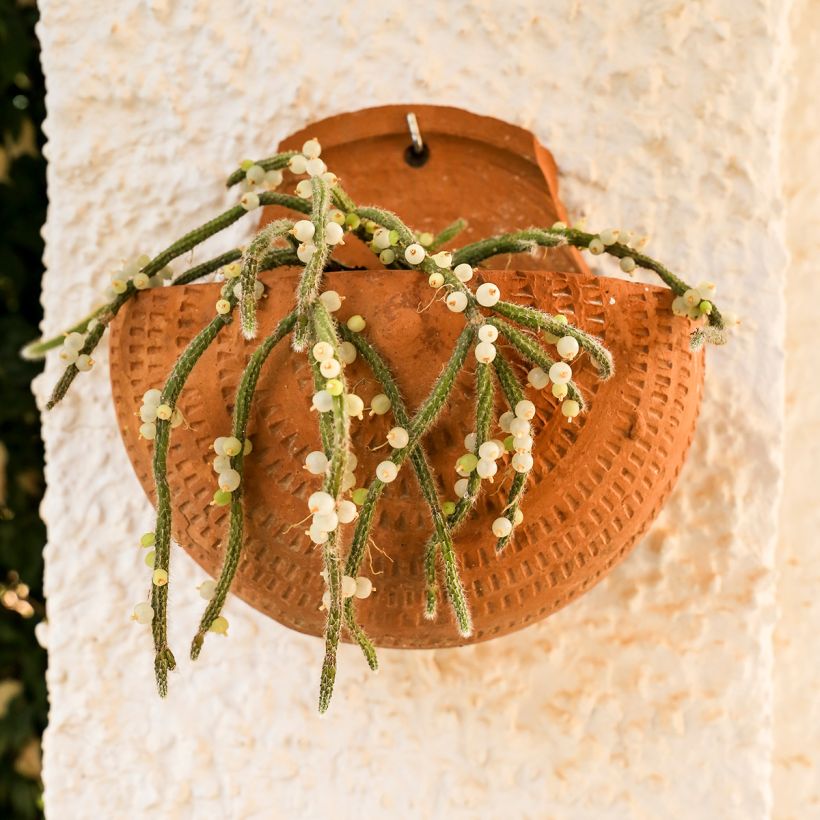 Rhipsalis horrida - Korallenkaktus (Wuchs)