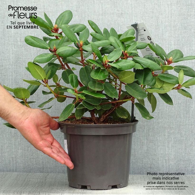 Exemplar von Rhododendron williamsianum Gartendirektor Rieger Topf mit 4L/5L wie im Herbst geliefert