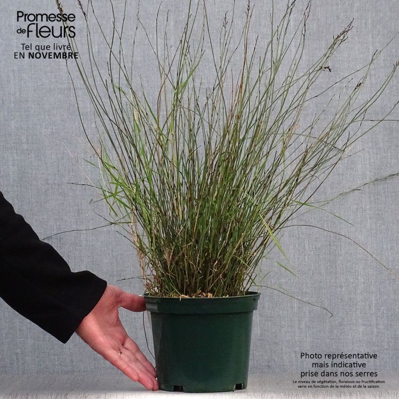Exemplar von Rhodocoma capensis - Restio Topf mit 2L/3L wie im Herbst geliefert