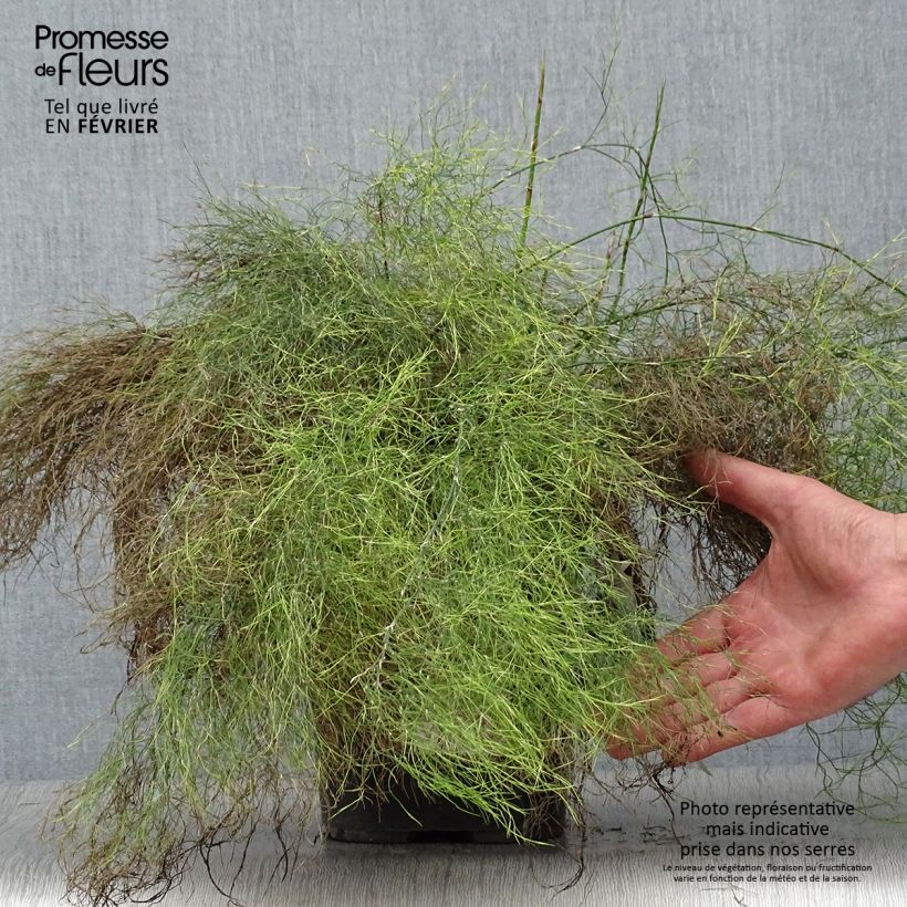 Exemplar von Rhodocoma gigantea - Restio Topf mit 2L/3L wie im Winter geliefert