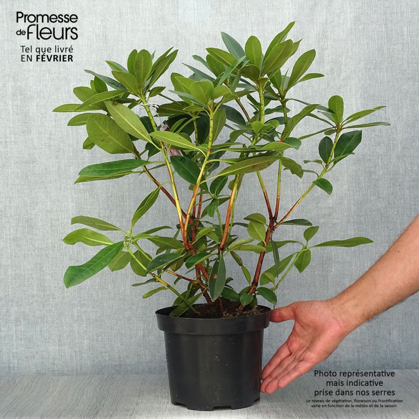 Exemplar von Rhododendron Albert Schweitzer Topf mit 4L/5L wie im Herbst geliefert