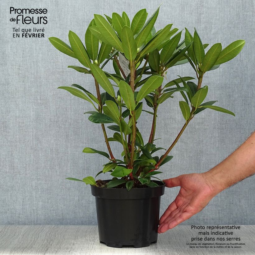 Exemplar von Rhododendron Alfred Topf mit 4L/5L wie im Herbst geliefert