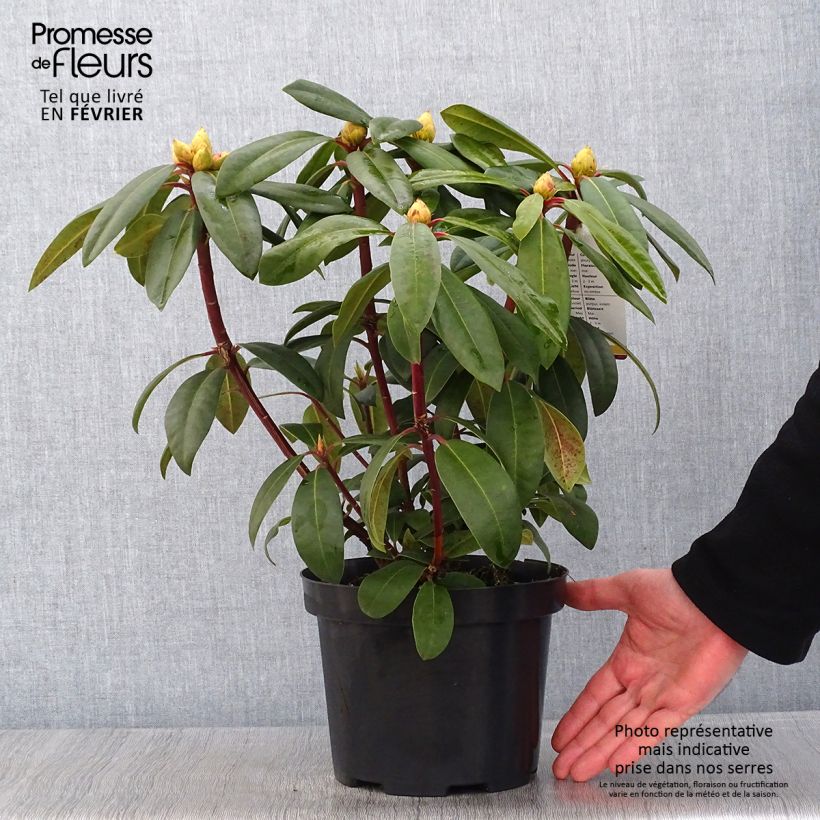 Exemplar von Rhododendron Alfred Topf mit 4L/5L wie im Winter geliefert