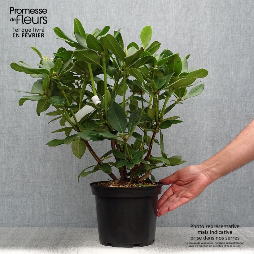 Exemplar von Rhododendron Anna Rose Whitney Topf mit 4L/5L wie im Herbst geliefert