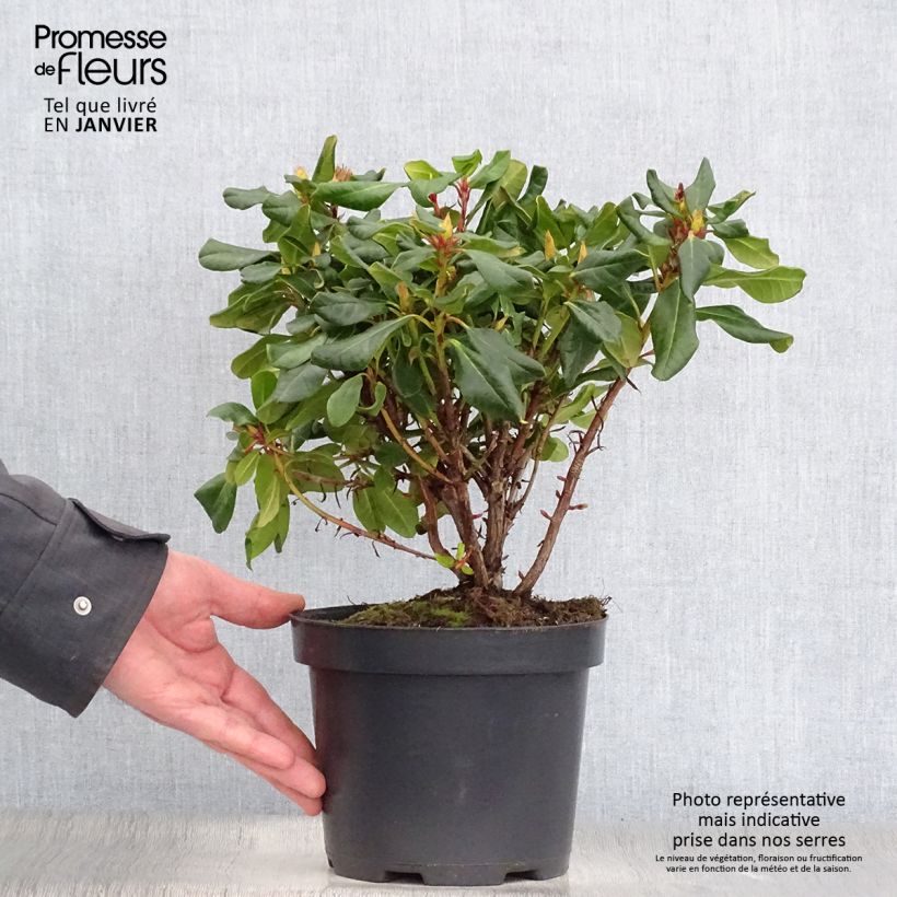 Exemplar von Rhododendron Baden-Baden Topf mit 2L/3L wie im Winter geliefert