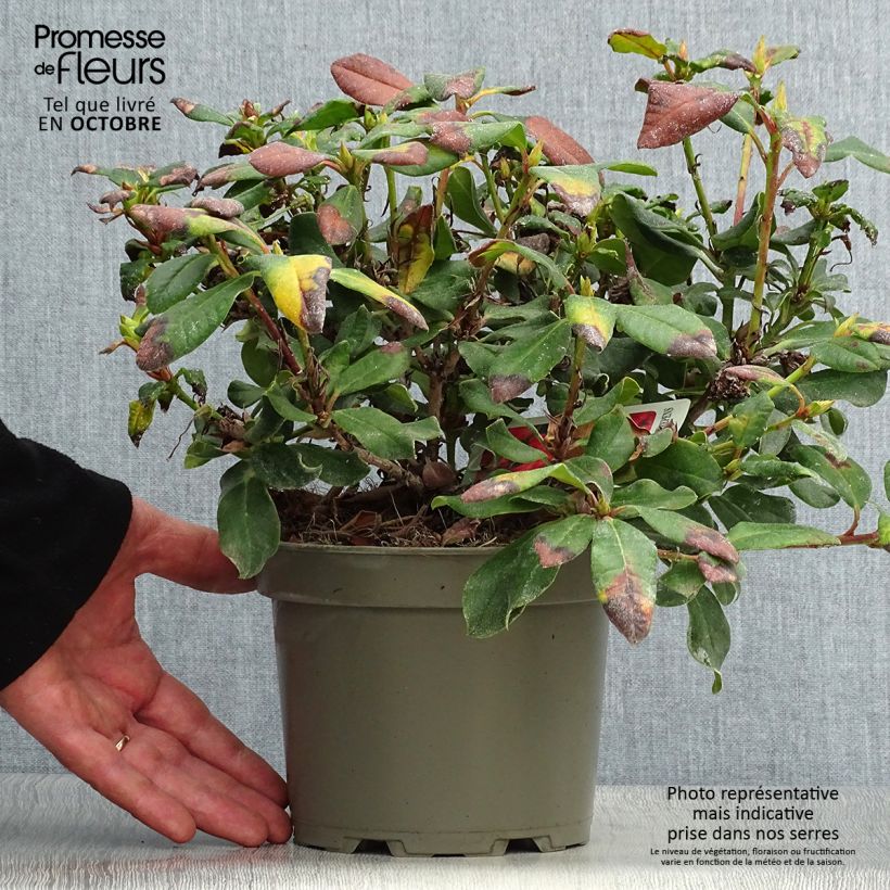 Exemplar von Rhododendron Baden-Baden Topf mit 2L/3L wie im Herbst geliefert