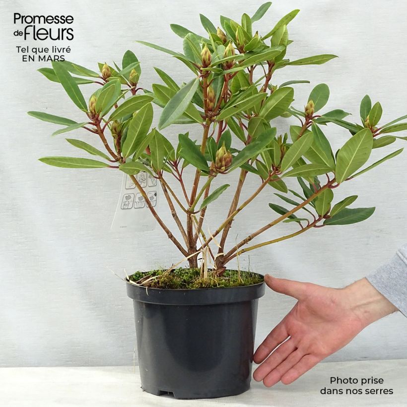 Exemplar von Rhododendron yakushimanum Bernstein Topf mit 4L/5L wie im Frühjahr geliefert
