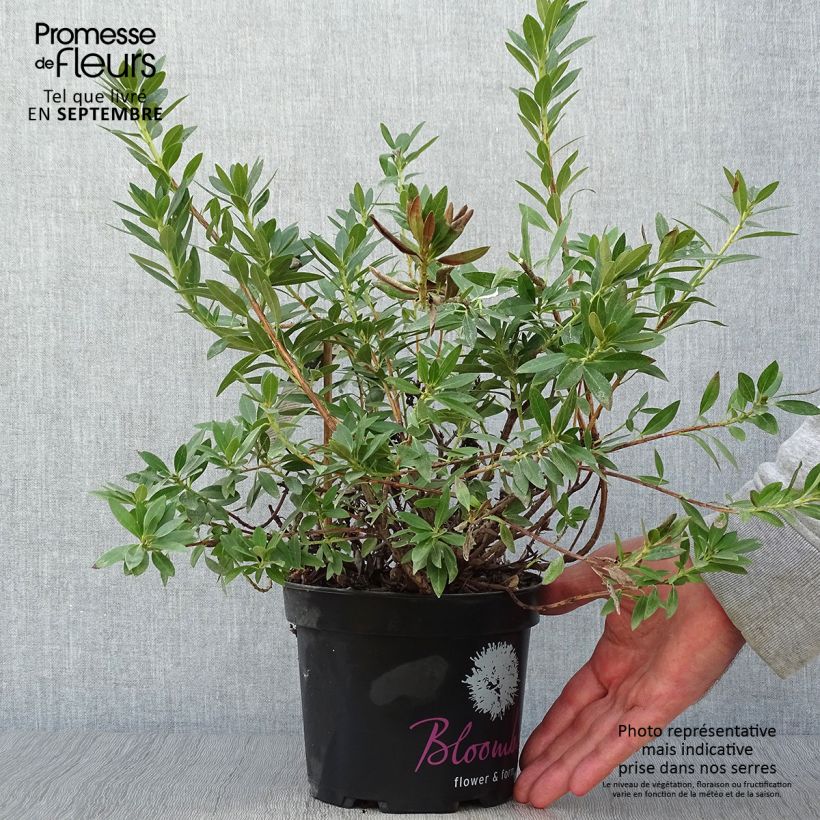Exemplar von Rhododendron INKARHO Bloombux Topf mit 2L/3L wie im Herbst geliefert
