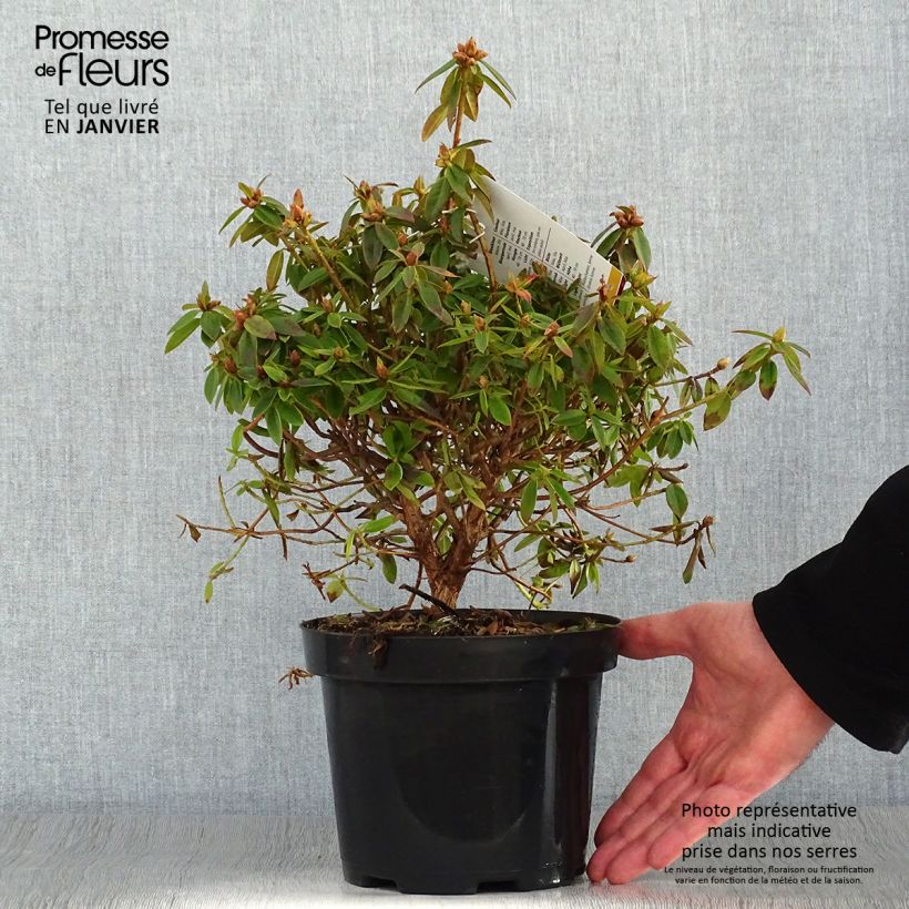 Exemplar von Rhododendron Blue Tit Topf mit 2L/3L wie im Winter geliefert