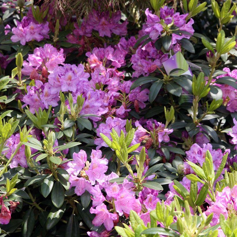 Rhododendron catawbiense Grandiflorum (Blüte)