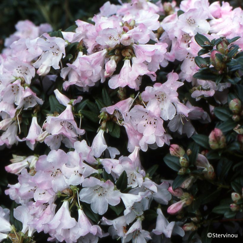 Rhododendron Cilpinense  (Wuchs)