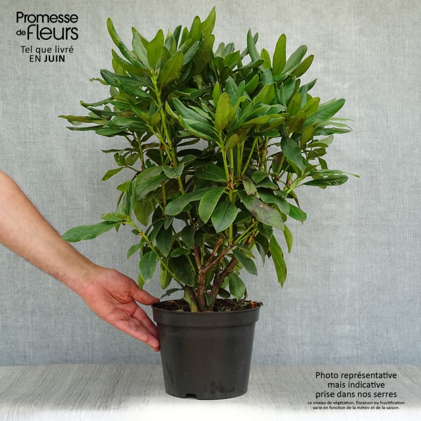 Exemplar von Rhododendron Cunningham's White Topf mit 4L/5L wie im Sommer geliefert