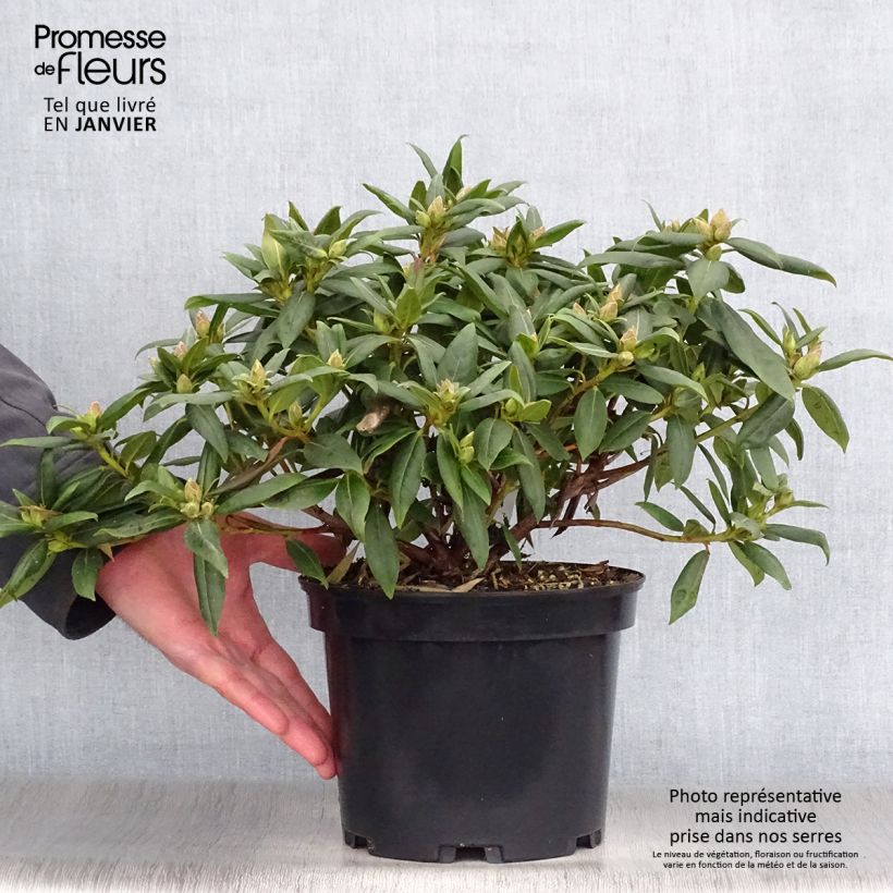 Exemplar von Rhododendron Dora Amateis Topf mit 3L/4L wie im Winter geliefert