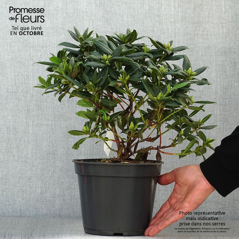 Exemplar von Rhododendron Dora Amateis Topf mit 3L/4L wie im Herbst geliefert
