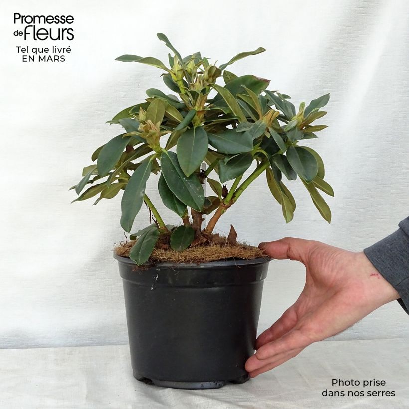 Exemplar von Rhododendron yakushimanum Golden Torch Topf mit 3L/4L wie im Frühjahr geliefert