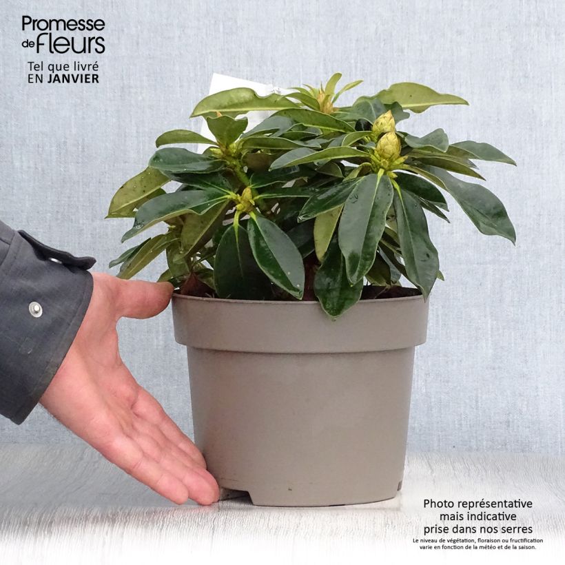 Exemplar von Rhododendron yakushimanum Golden Torch Topf mit 3L/4L wie im Winter geliefert