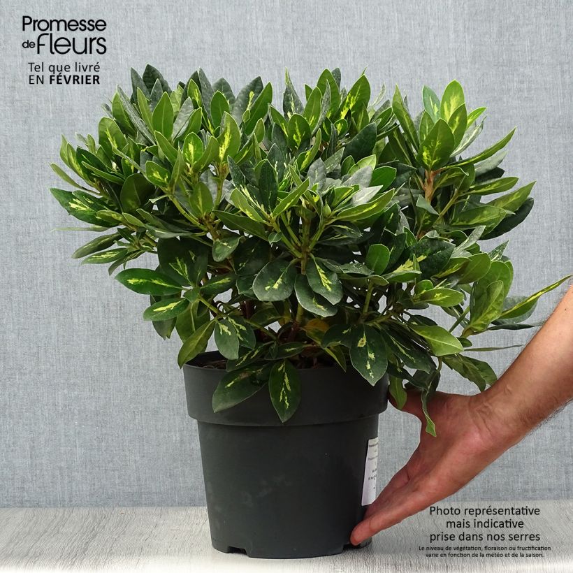 Exemplar von Rhododendron Goldflimmer Topf mit 3L/4L wie im Herbst geliefert
