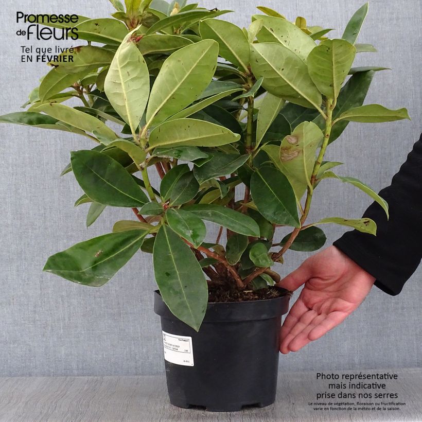 Exemplar von Rhododendron Gomer Waterer Topf mit 3L/4L wie im Winter geliefert