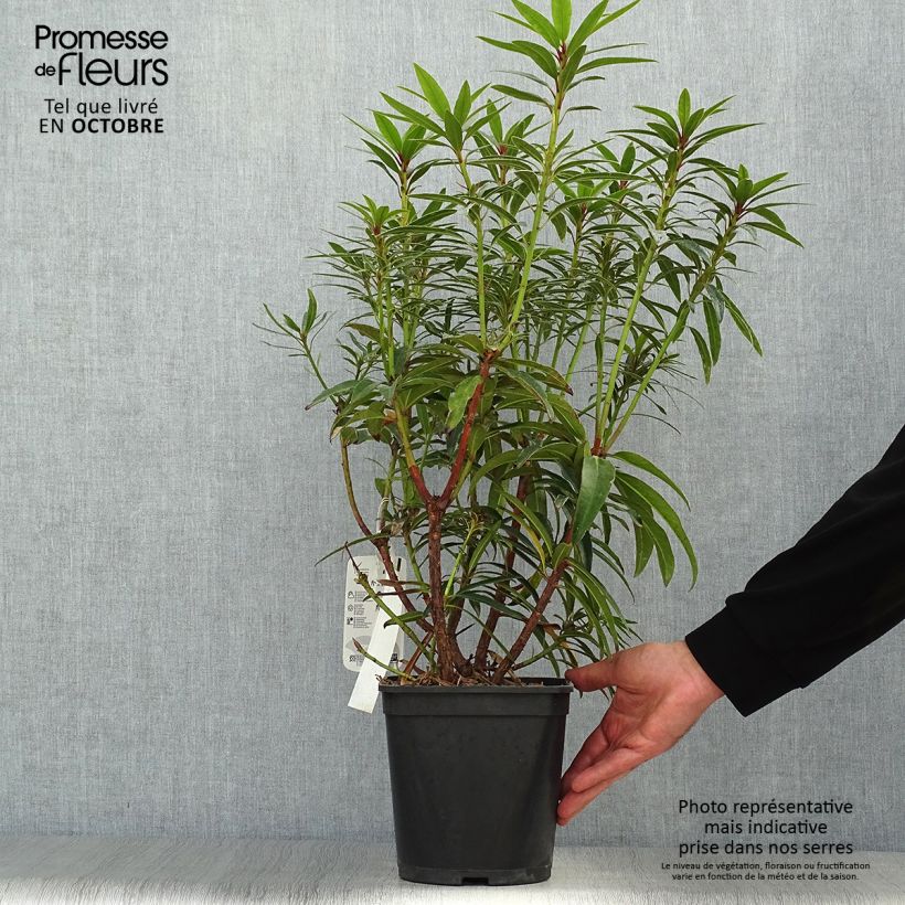 Exemplar von Rhododendron Rhododendron Graziella Topf mit 3L/4L wie im Herbst geliefert