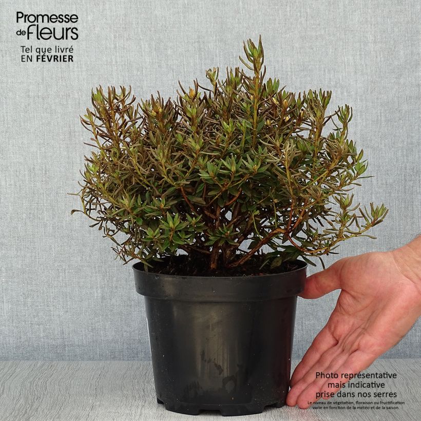 Exemplar von Rhododendron Gristede Topf mit 2L/3L wie im Herbst geliefert