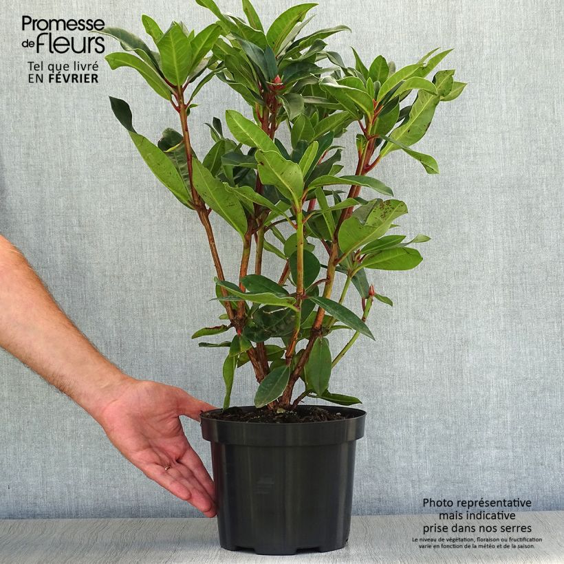 Exemplar von Rhododendron Halfdan Lem Topf mit 4L/5L wie im Herbst geliefert