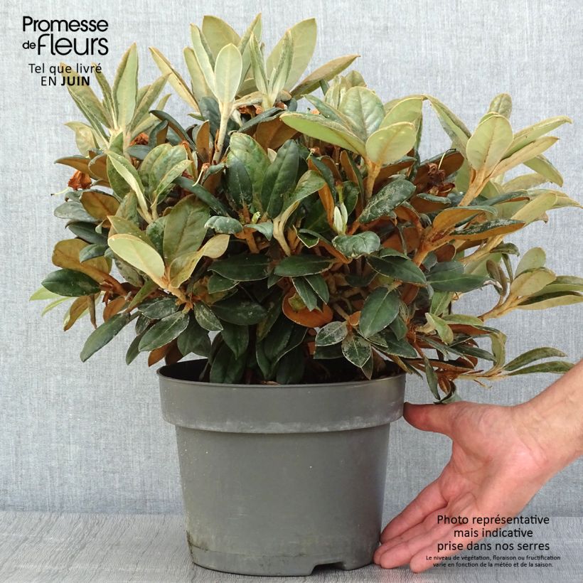 Exemplar von Rhododendron INKARHO Bellini Topf mit 4L/5L wie im Sommer geliefert