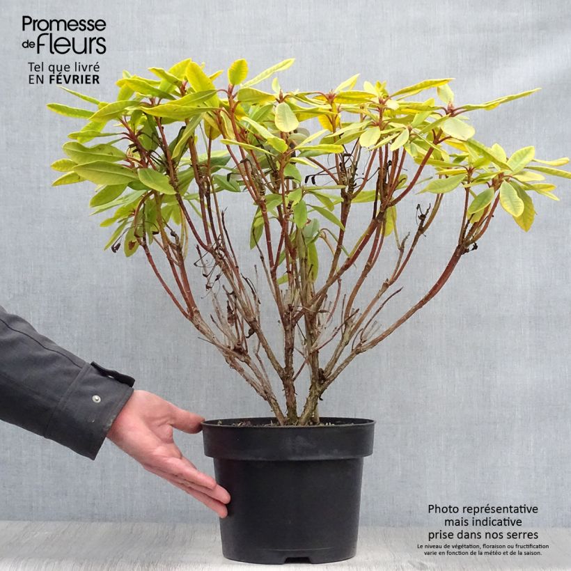 Exemplar von Rhododendron INKARHO Bernstein Topf mit 4L/5L wie im Winter geliefert