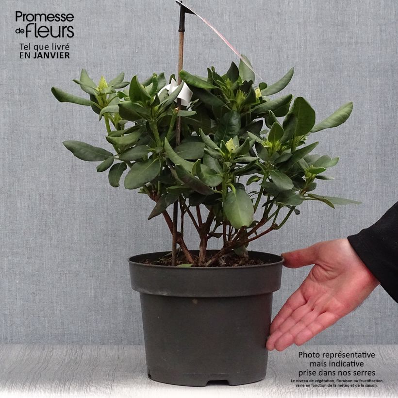 Exemplar von Rhododendron INKARHO Brasilia Topf mit 4L/5L wie im Winter geliefert