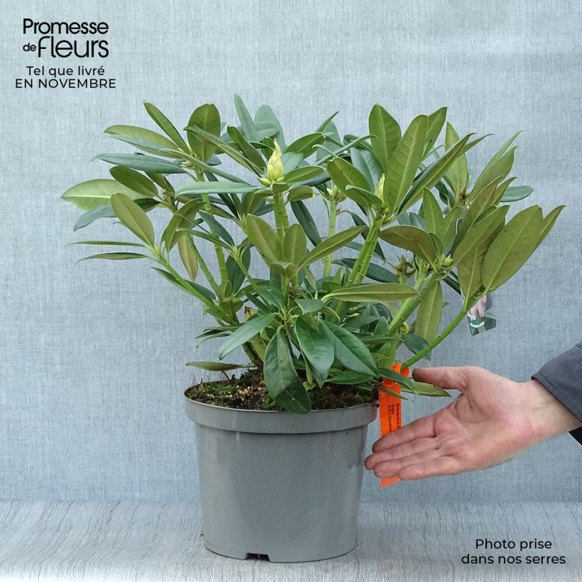 Exemplar von Rhododendron INKARHO Brigitte Topf mit 4L/5L wie im Herbst geliefert